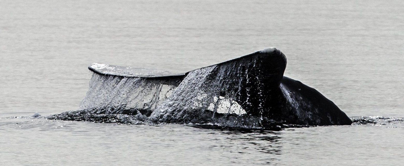 50 tons of gray 031315 steveringman