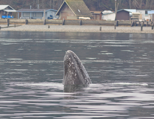 GRAY WHALE SPYHOP Photo Capt Michael Colahan Island Adventures Whale Watching sm