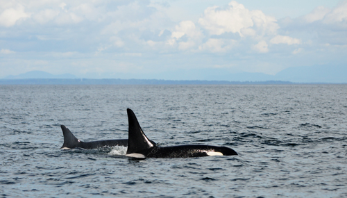 J2Simon Pidcock DSC 4903 sm