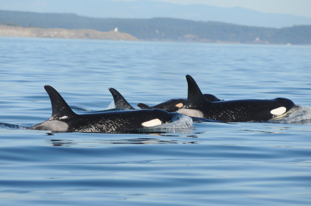 L120 Dave Ellifrit baby-orca-620x411