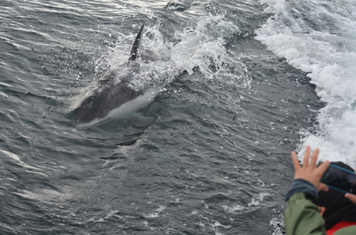 Pacific white-sided dolphin surfaces near Victoria BC Photo by Jeanne Hyde Mayas Westside Whale Charters sm