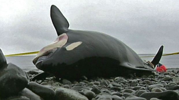 j-32-killer-whale-death-troubling