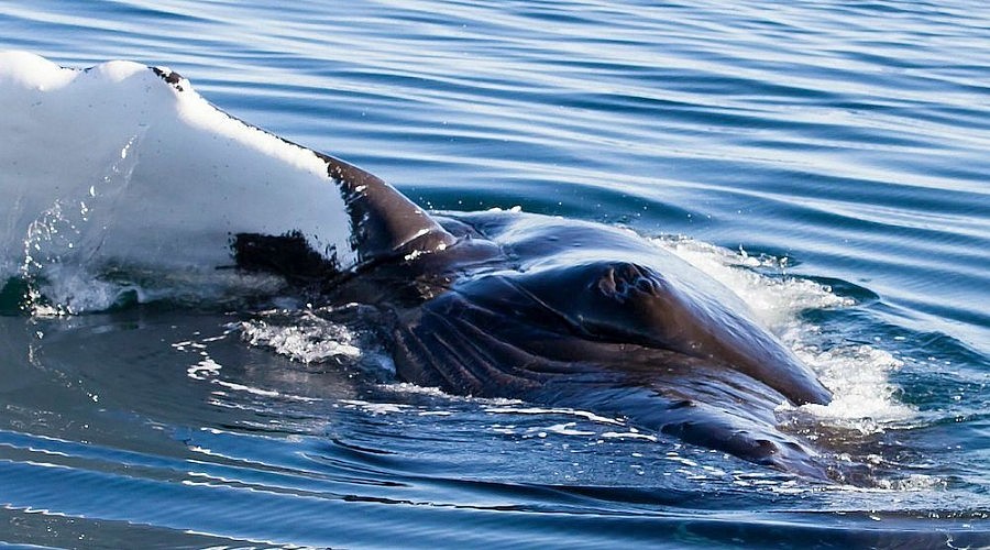 Clint Rivers Showtime Photography