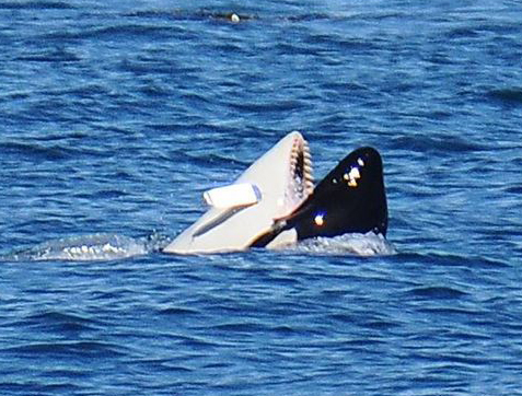 Barbara Bender J39 fishing flasher crop