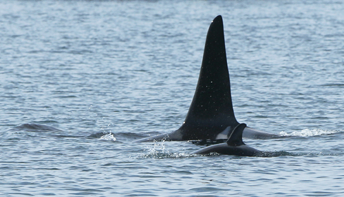 Eagle Wing Valerie Shore J27 with J51 15-03-27 5603 BB and baby sm