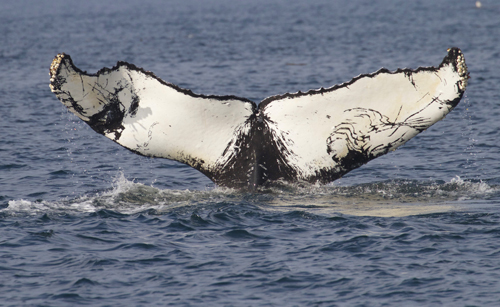 Humpback Gnarly Photo Andrew Lees Five Star Whale Watching 3sm