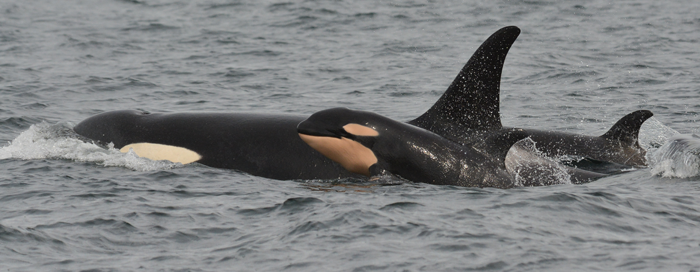 J52 03302015- 855-NewCalfsm