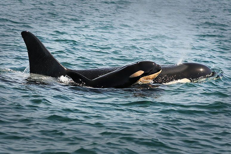 L122 NOAA babyorca-MAIN