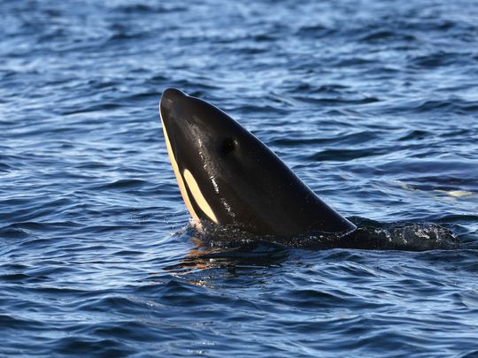 L123 Malleson 635849331360703961-L123-3